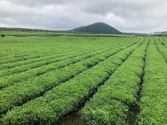 -雪绿茶博物馆