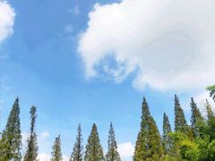 -黄海国家森林公园