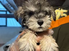 -翊宠yipet猫狗购宠庄园犬舍•猫舍