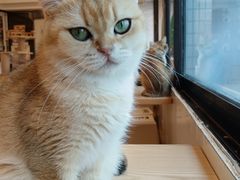 -有喵·猫咖·狗咖·40+猫狗有小奶狗(岗厦店)