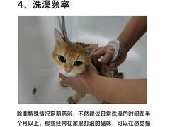 -帕帕拉兹宠物(亚洲旗舰店)