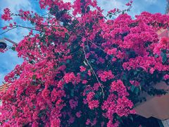 -梧桐山风景名胜区