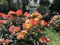 -西安市长乐公园