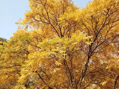 -上海共青森林公园