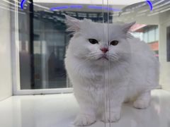 -小猫来了·猫舍(红山六九七九店)
