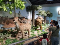 -广西壮族自治区博物馆