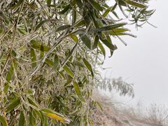 -长沙黑麋峰国家森林公园