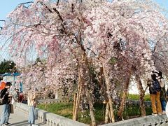 -西安青龙寺遗址景区