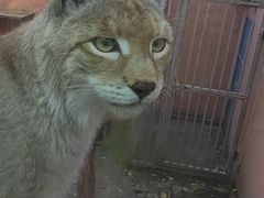 -青藏高原野生动物园