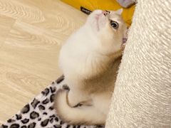 -东方名猫馆·英短金渐层布偶猫舍(环线广场1号楼店)