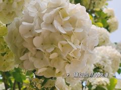 -上海滨江森林公园