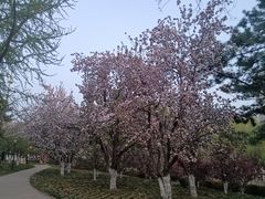 -海棠花溪(元大都城垣遗址公园)