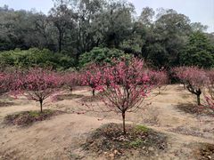 -南国桃园旅游度假区