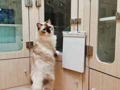 -北京观赏动物医院·24小时大型综合·猫专科·异宠专科