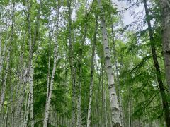 -哈乌尔河