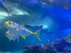 -青岛海底世界-水族馆