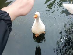 -顺德渔村·岭南一号