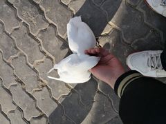 -高庙保安寺
