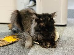 -米宠家·撸猫猫咖小萌宠·猫咪洗澡·猫咪寄养(高新大都荟店)