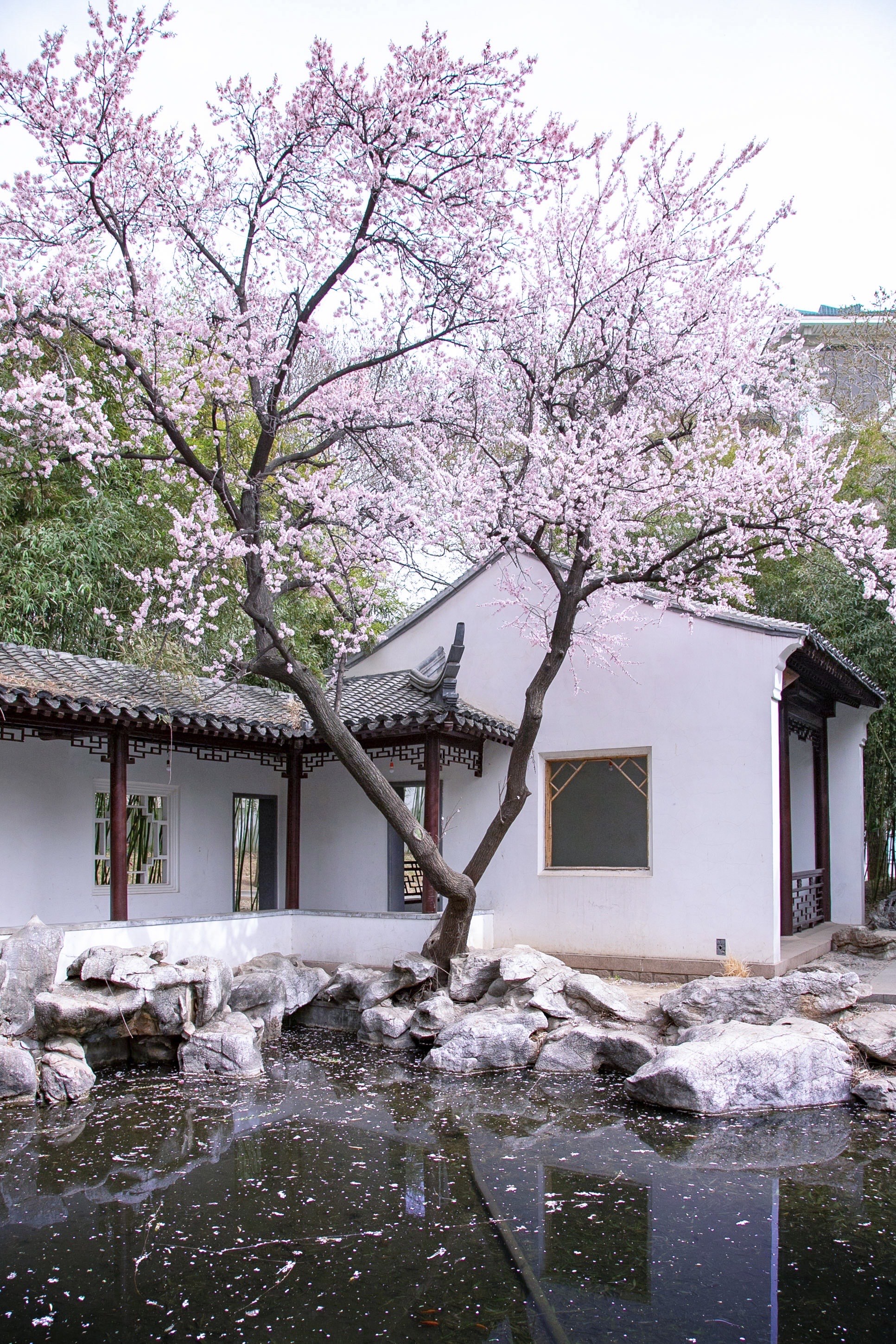 衡阳梅花院子图片