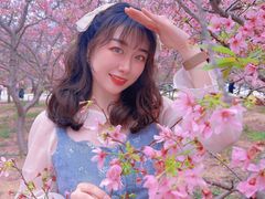 -天适樱花悠乐园