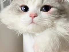 -艾贝尔宠物医院·24H转诊中心·肿瘤猫专科(江宁双龙店)
