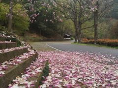 -千岛湖石林
