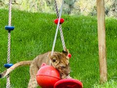 -北京野生动物园