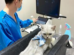 -申普宠物医院·心脏介入·心血管微创(总院)