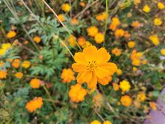 -径山花海