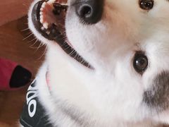 -Husky Go! 哈士奇体验馆·宠物咖啡厅狗咖