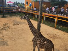 -西霞口神雕山野生动物世界