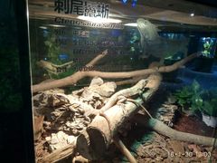 -萌宠奇缘