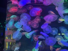 -合肥海洋世界