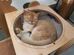 -飞行喵MR PILOT|猫舍·猫咖(静安大融城店)