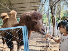 -长白岛森林公园