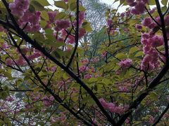 -武汉大学-樱园