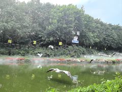 -广州长隆飞鸟乐园