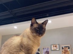 -藏猫猫咖啡主题馆(中央大道店)