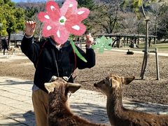 -奈良公园