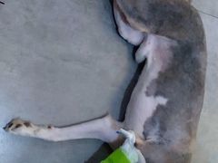 -严国平动物医院(德政总院)