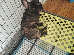 -瑞派福兴宠物医院犬猫全科·骨科·中西医结合(河东店)