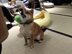 -逗柴咖啡屋·狗咖猫咖宠物桌游