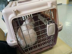 -喜多萌中农锦绣动物医院24H·猫科·牙科MRI·CT