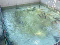 -钰田大院·怀柔地道农家菜·烤虹鳟鱼(雁栖湖店)