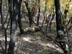 -帽儿山国家森林公园