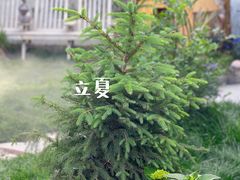 -Jo's Garden