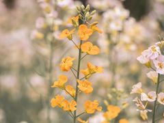 -武汉紫薇都市田园