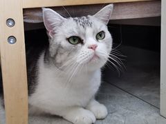 -有猫儿腻咖啡厅.猫咖