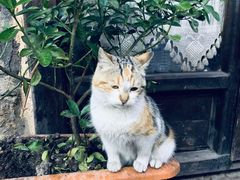 -萨夫兰博卢